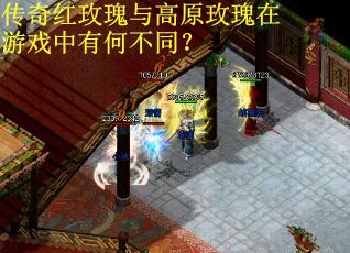 传奇红玫瑰与高原玫瑰在游戏中有何不同？